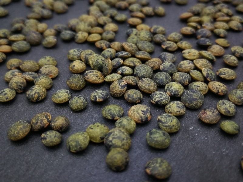 gruene_linsen_bio-keimsaat-2-min