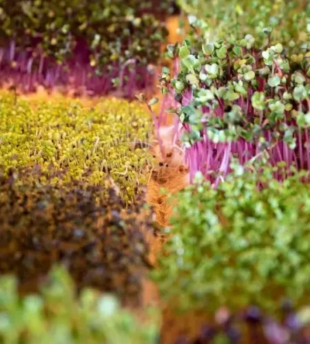 Microgreens-7-600x600 (1)
